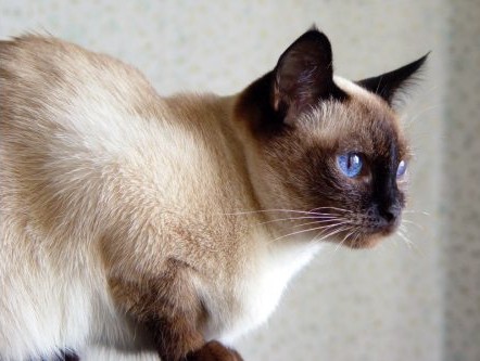 siamese-cats-1