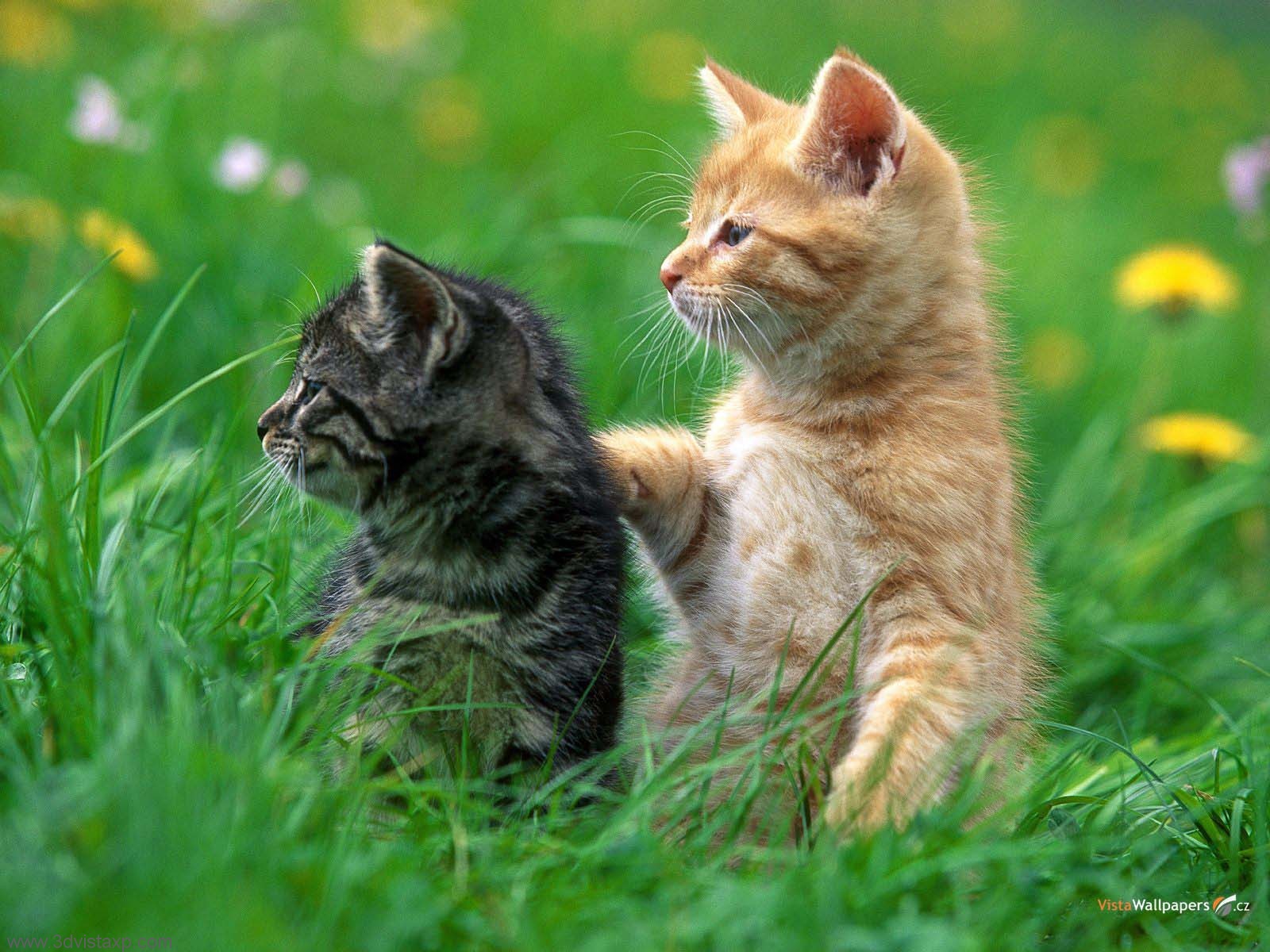 kitten_grass